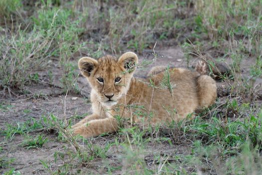 Adorable lion cub lying on grass in Tanzania's Mara Region.