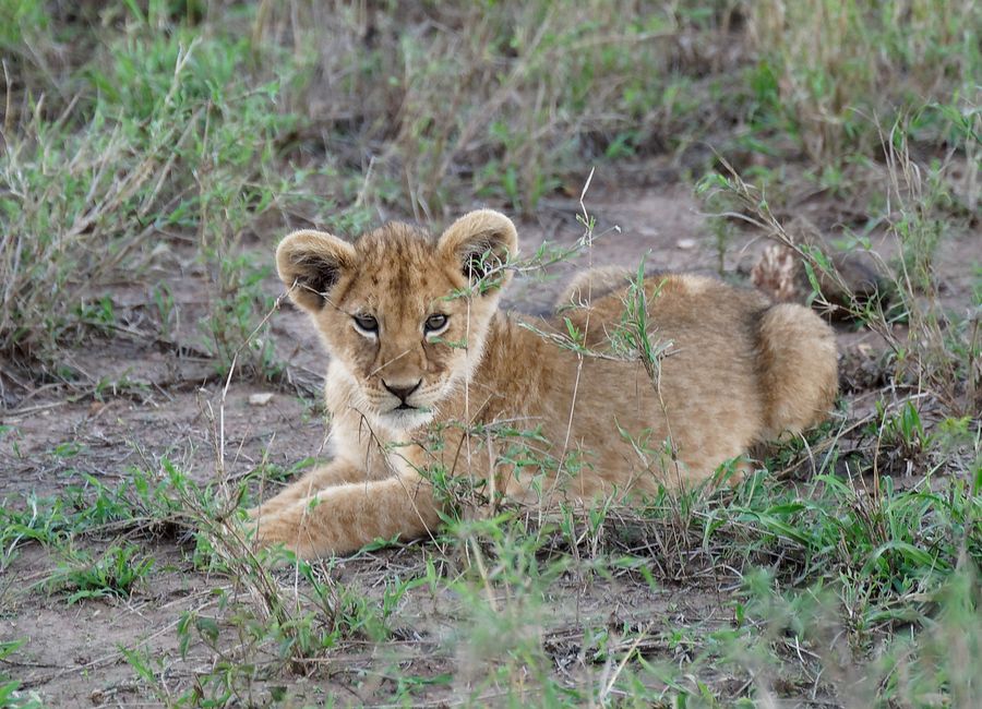 Adorable lion cub lying on grass in Tanzania's Mara Region.