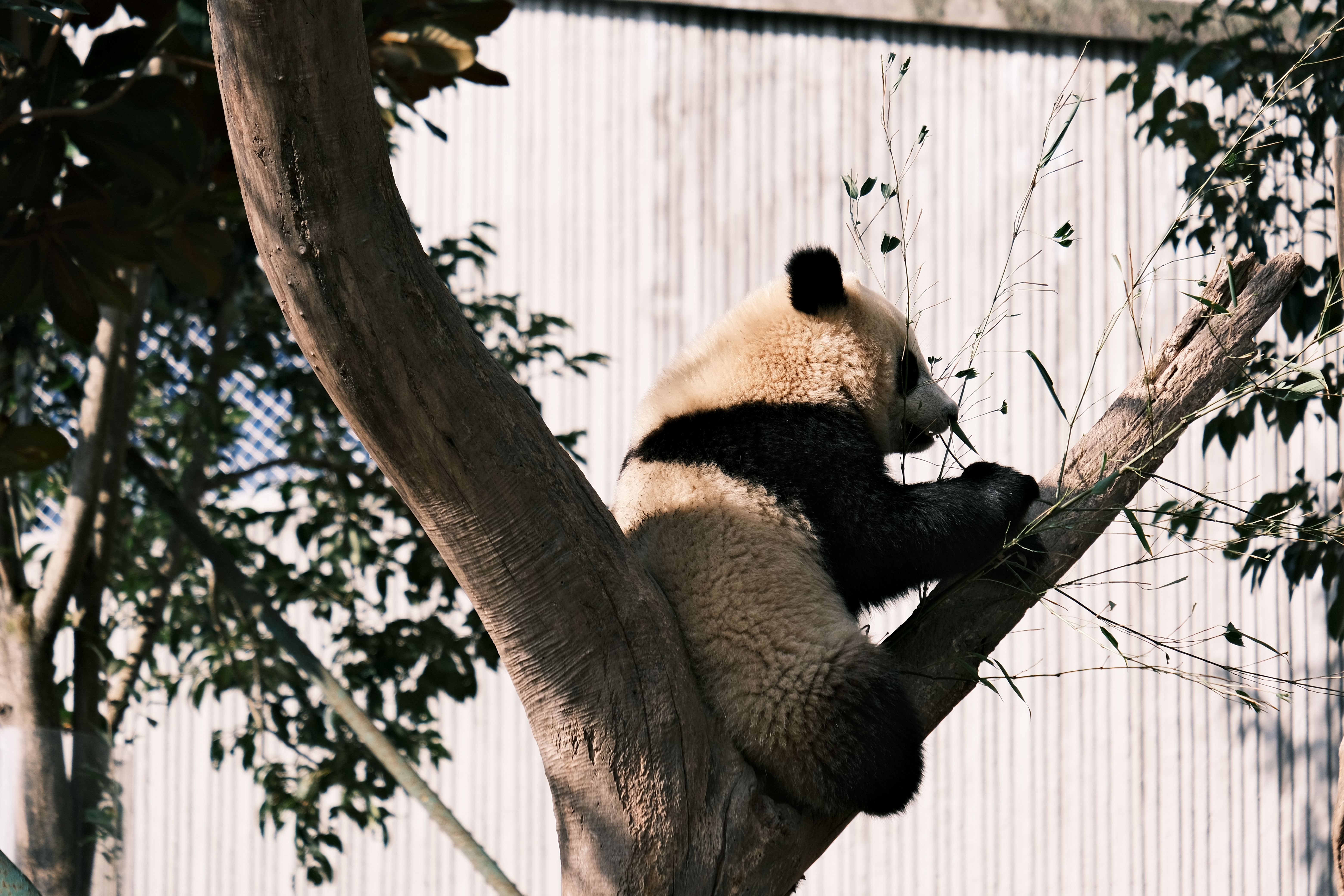 Adorable Panda Climbing Tree in Natural Habitat · Free Stock Photo