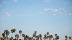 阳光明媚，棕榈树伸向蓝天，非常适合传达热带氛围