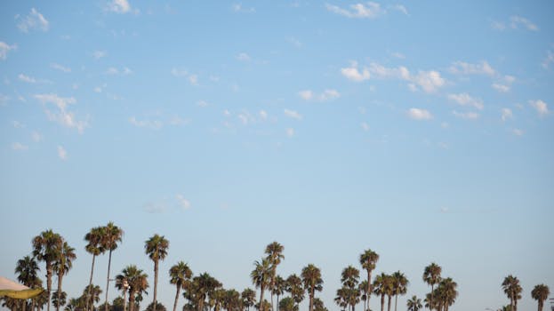 阳光明媚，棕榈树伸向蓝天，非常适合传达热带氛围