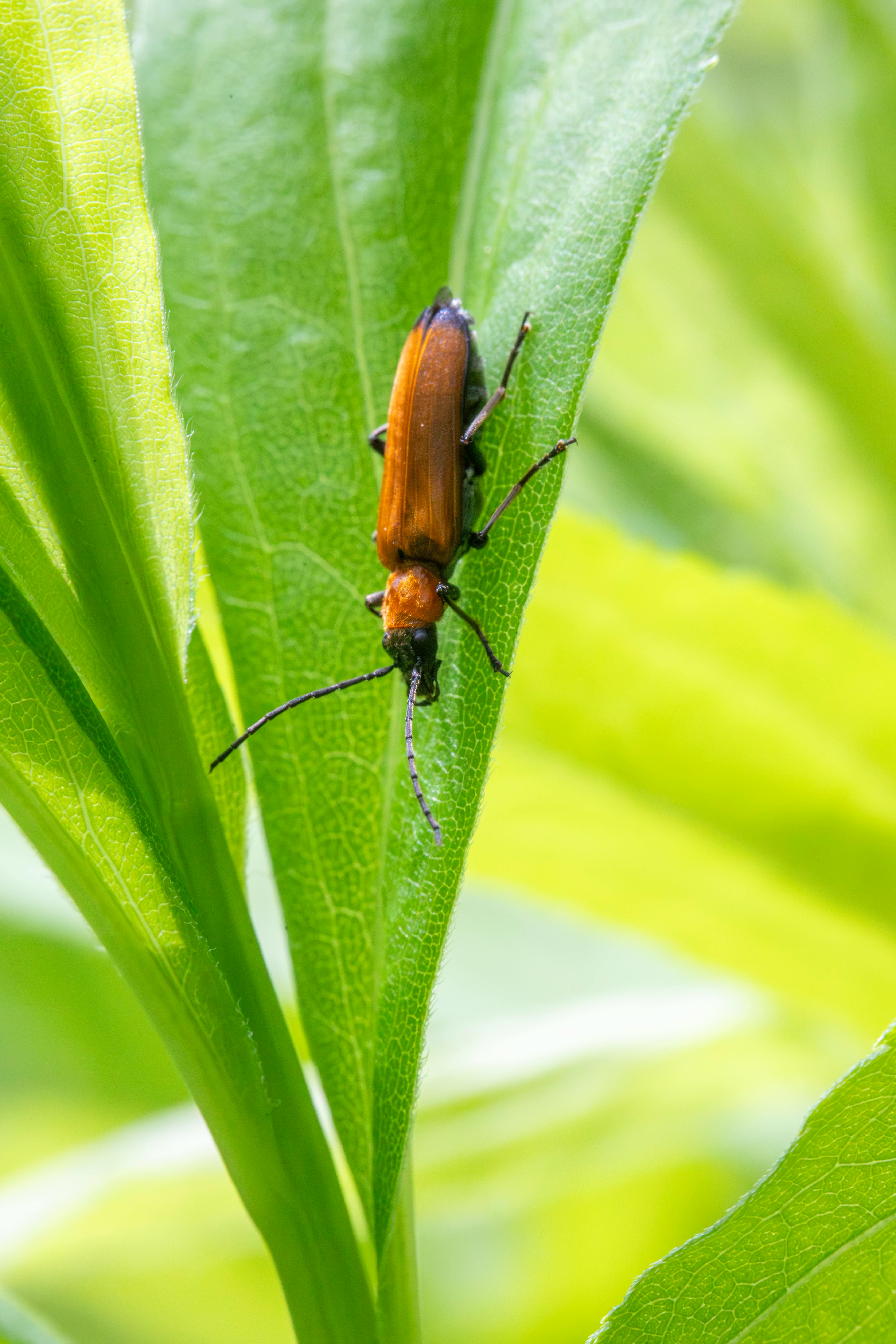 wireworm larva and click beetle