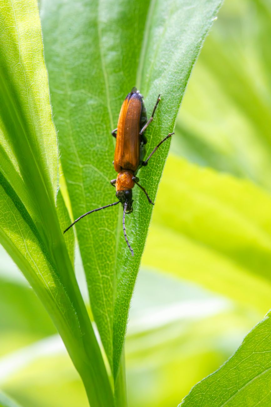 wireworm larva and click beetle