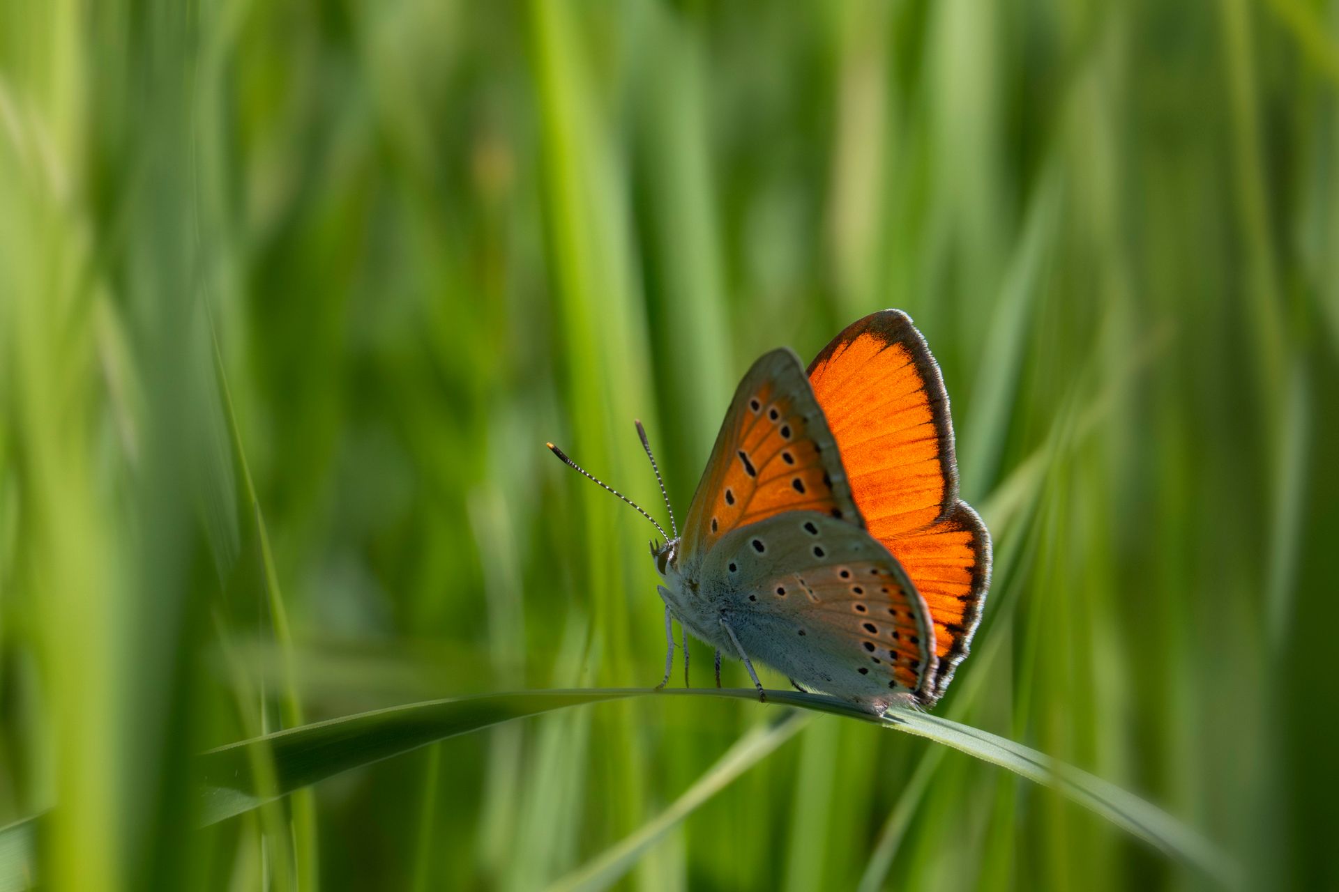Macro shot of a large copper butterfly on grass blades in a meadow.