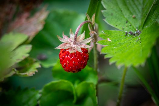 A vibrant wild strawberry surrounded by lush green leaves in a natural setting. Macro perspective.