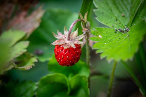 Free A vibrant wild strawberry surrounded by lush green leaves in a natural setting. Macro perspective. Stock Photo