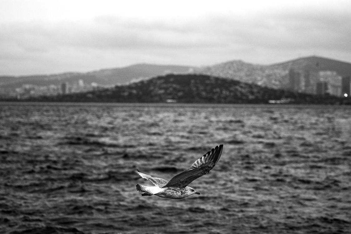 Seagull Soaring Over Bosphorus in Black and White · Free Stock Photo