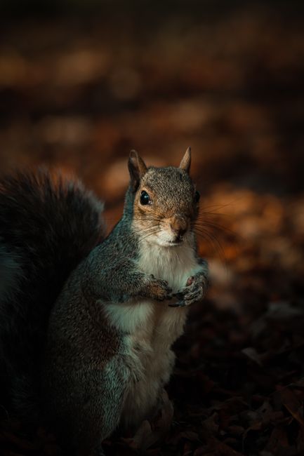 A squirrel in an autumn forest setting with warm lighting and brown hues.