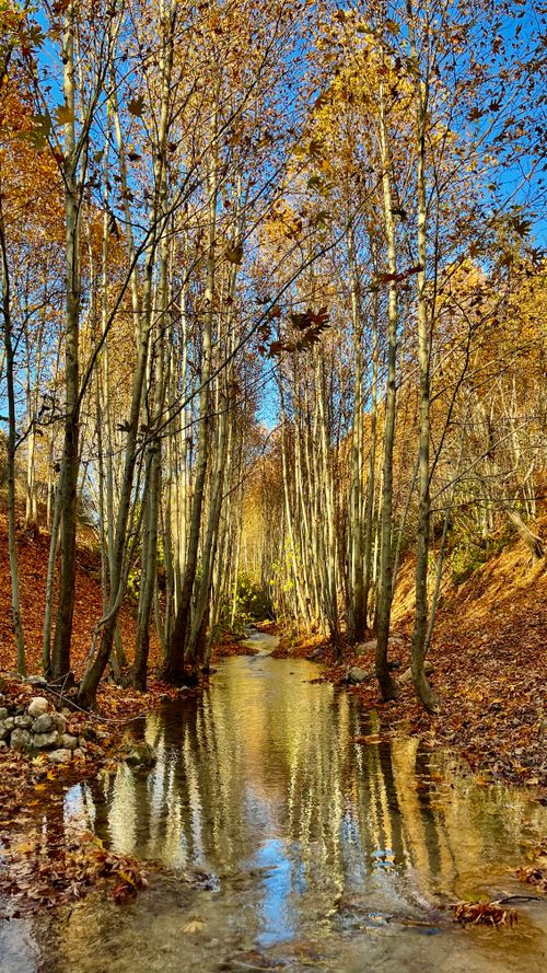 Free Tranquil stream reflecting autumn trees in a serene forest setting. Stock Photo
