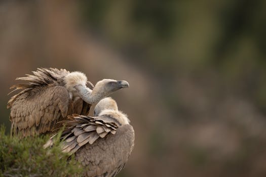 Rare vulture sighting in Ratapani Wildlife Sanctuary, Madhya Pradesh.  Important conservation news for Indian wildlife.
