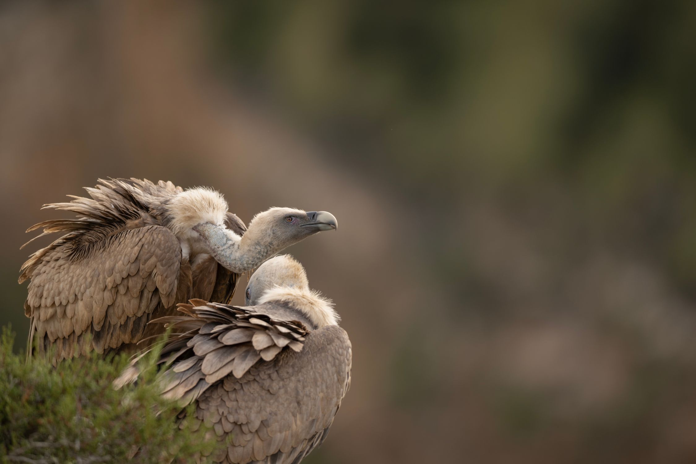 Close up Of Griffon Vultures In Natural Habitat Free Stock Photo close-up-of-griffon-vultures-in-natural-habitat-free-stock-photo
