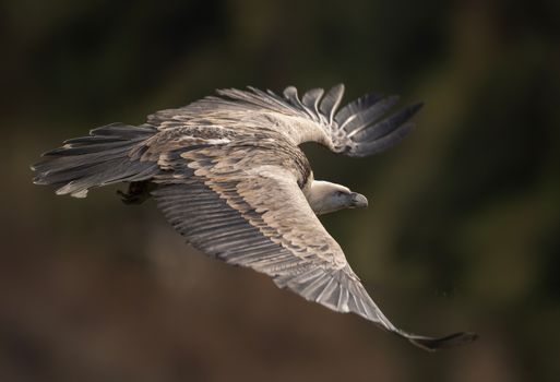 eagle photo