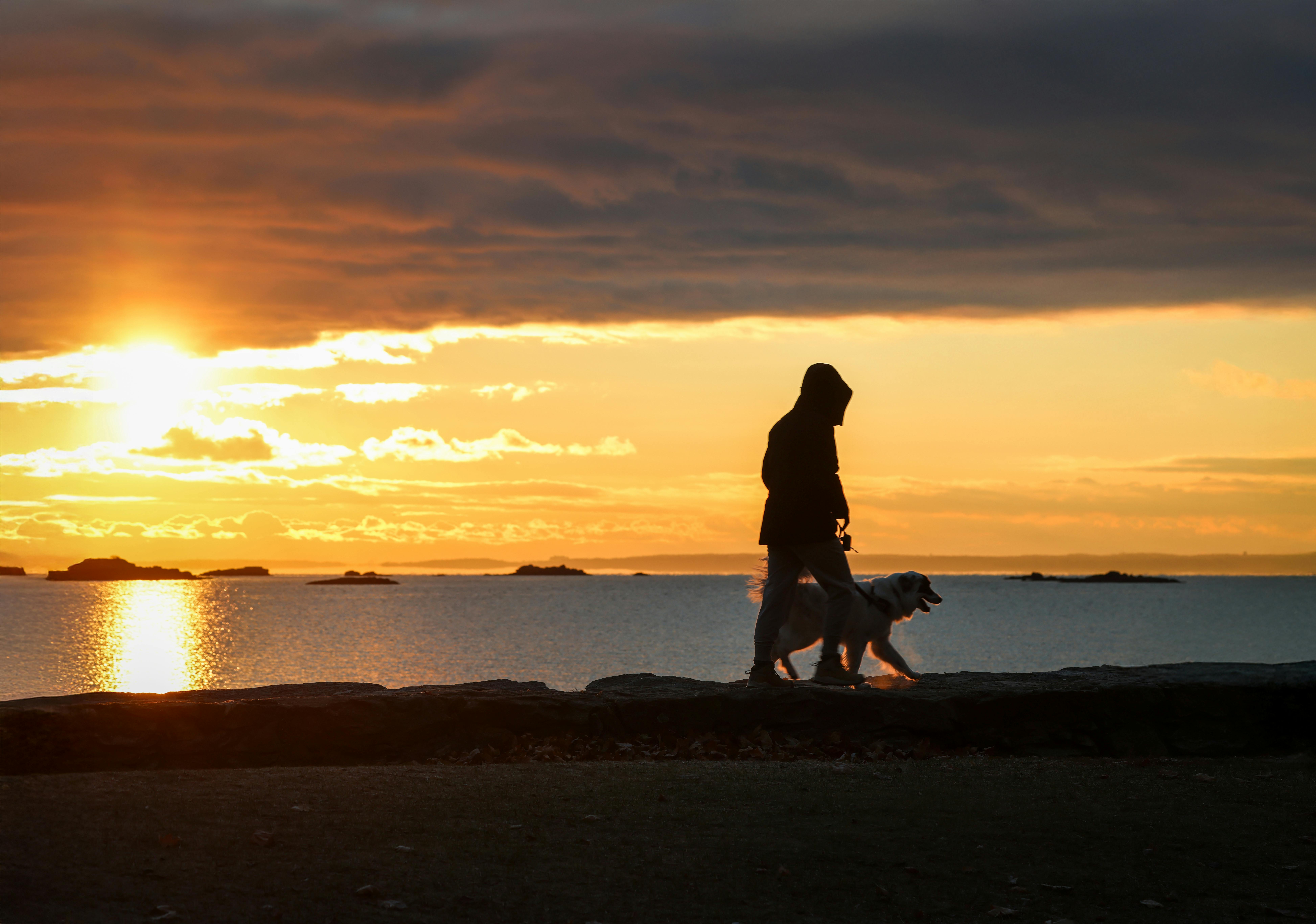 Compare Pet Health Insurance in the USA