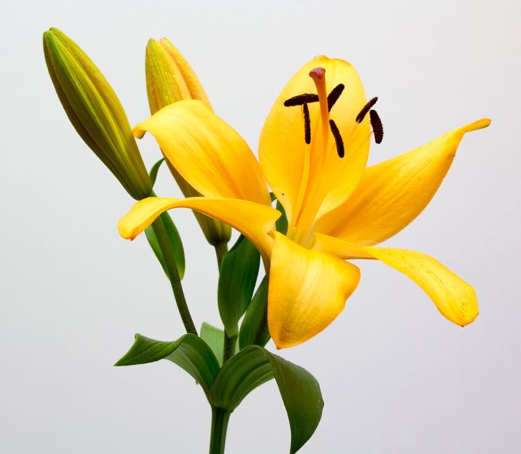 Detailed macro shot of a yellow lily with buds and petals on white background.
