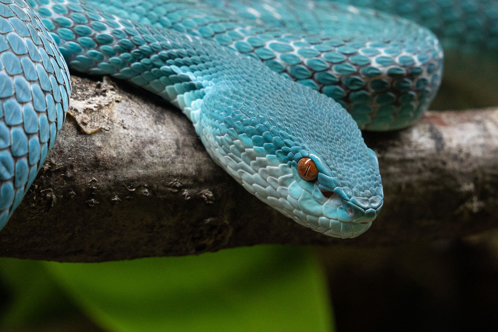 Detailed close-up of a vibrant blue viper resting on a branch, showcasing its scales and eye.