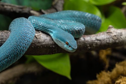 Free A vivid blue viper rests on a branch, showcasing its striking scales and bright eye. Stock Photo