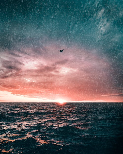 Ücretsiz Okyanus üzerinde Uçan Siyah Kuş Stok Fotoğraflar