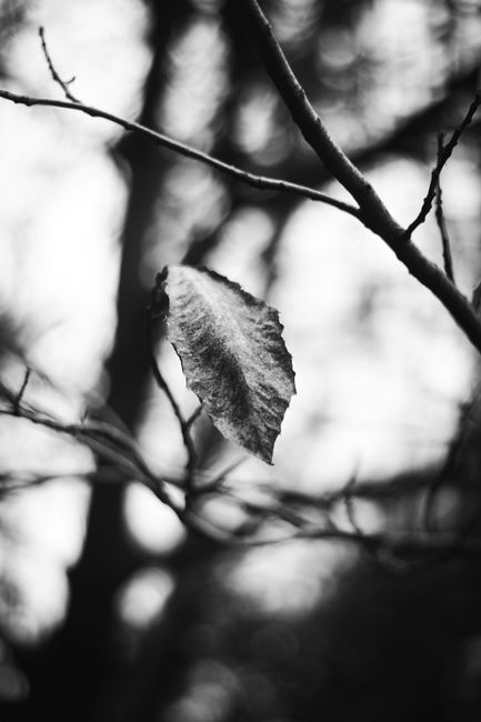 A lone leaf clings to a branch in a monochrome winter landscape.