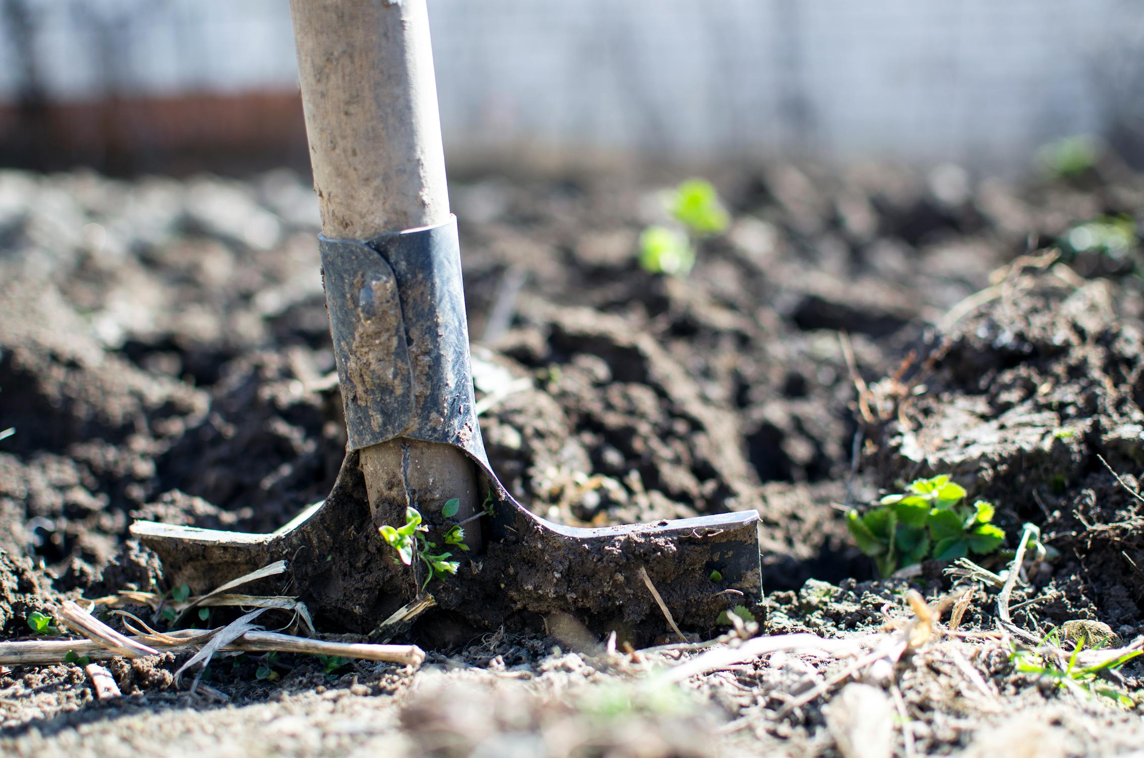A close-up image of a shovel inserted into a crop filled with sprouts.