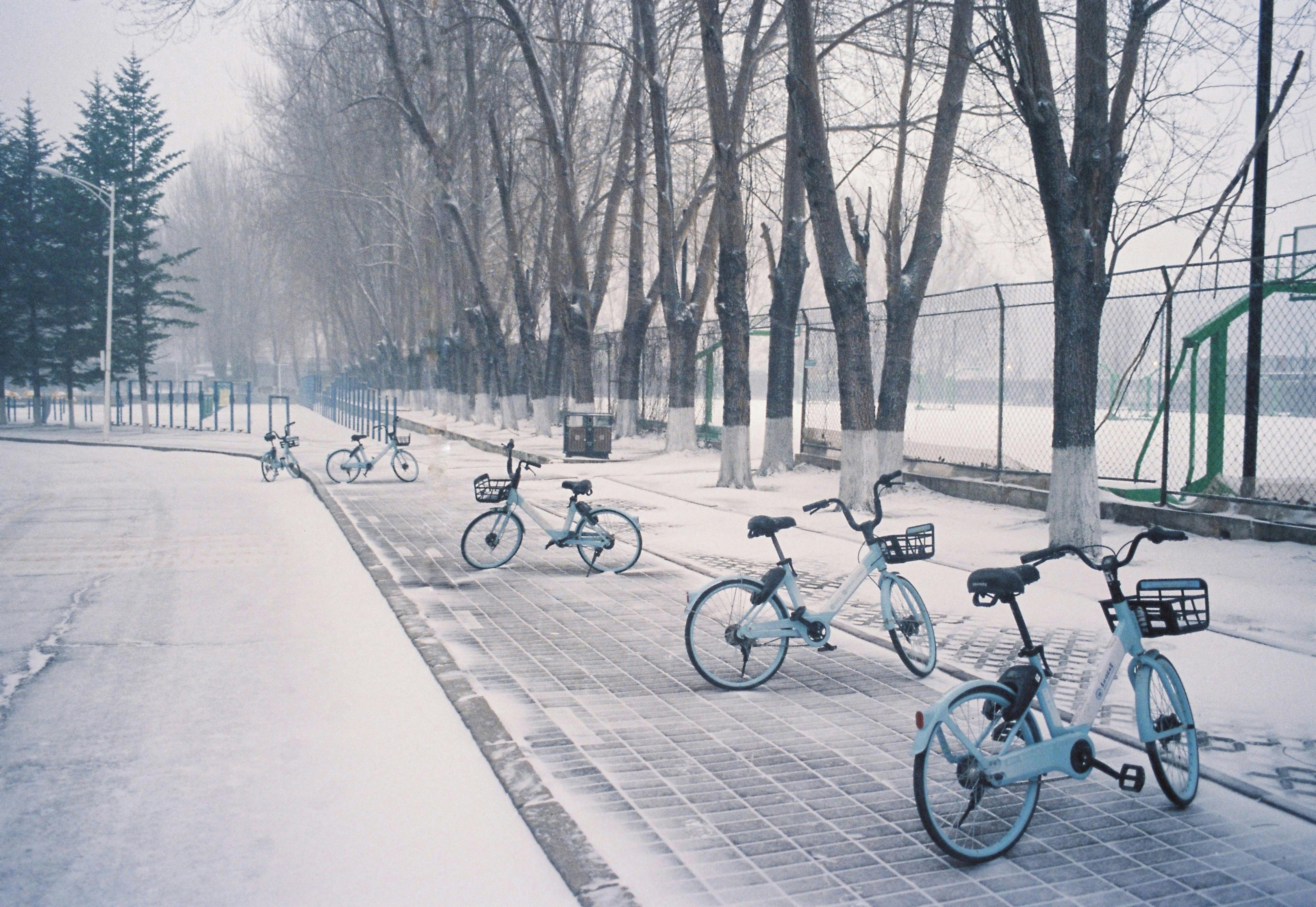 Rows of bicycles parked along a snowy pathway lined with barren trees in a quiet winter park.