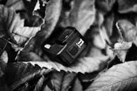 Black and White GoPro on Autumn Leaves