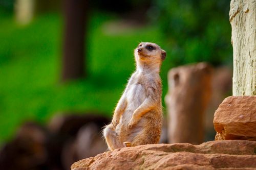 Free A meerkat stands vigilantly on a rock, showcasing its natural habitat and attentive posture. Stock Photo