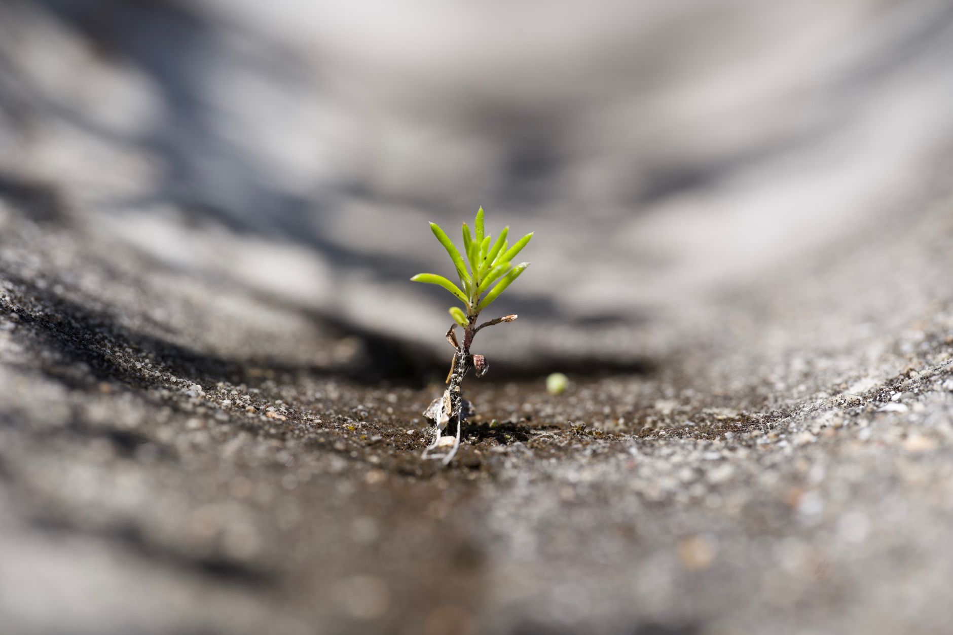 Close-up of a small green sprout pushing through a concrete crack, symbolizing resilience.