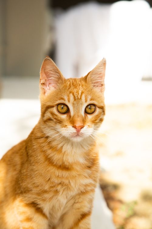 Free Adorable ginger cat basking in the sunlight, showcasing vibrant fur and keen eyes. Stock Photo