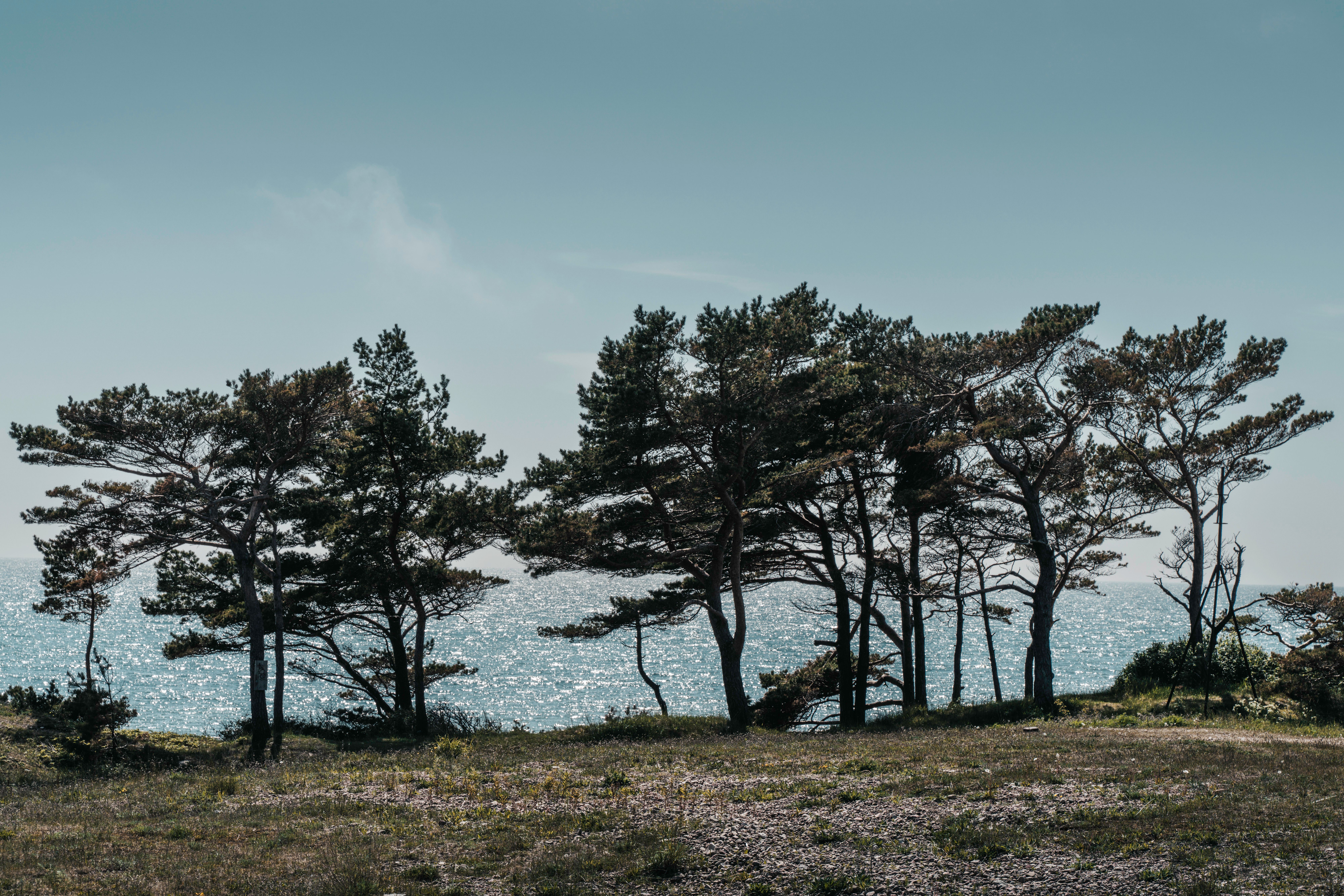Wooden ferry pier and juniper scrub on a small Estonian island in summer