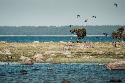 Free Tranquil coastal scene on Hiiumaa Island, Estonia featuring junipers, sandy shores, and flying wild birds. Stock Photo