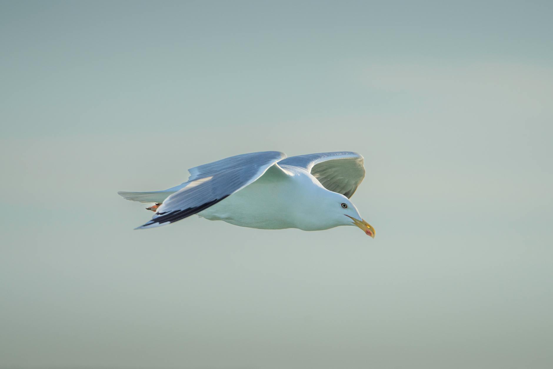 A seagull flying effortlessly in a clear blue sky, showcasing its wingspan and freedom.