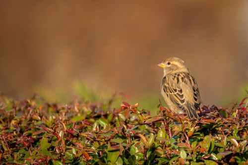 Free A sparrow sits among vibrant garden foliage in warm sunlight, capturing nature's serenity. Stock Photo