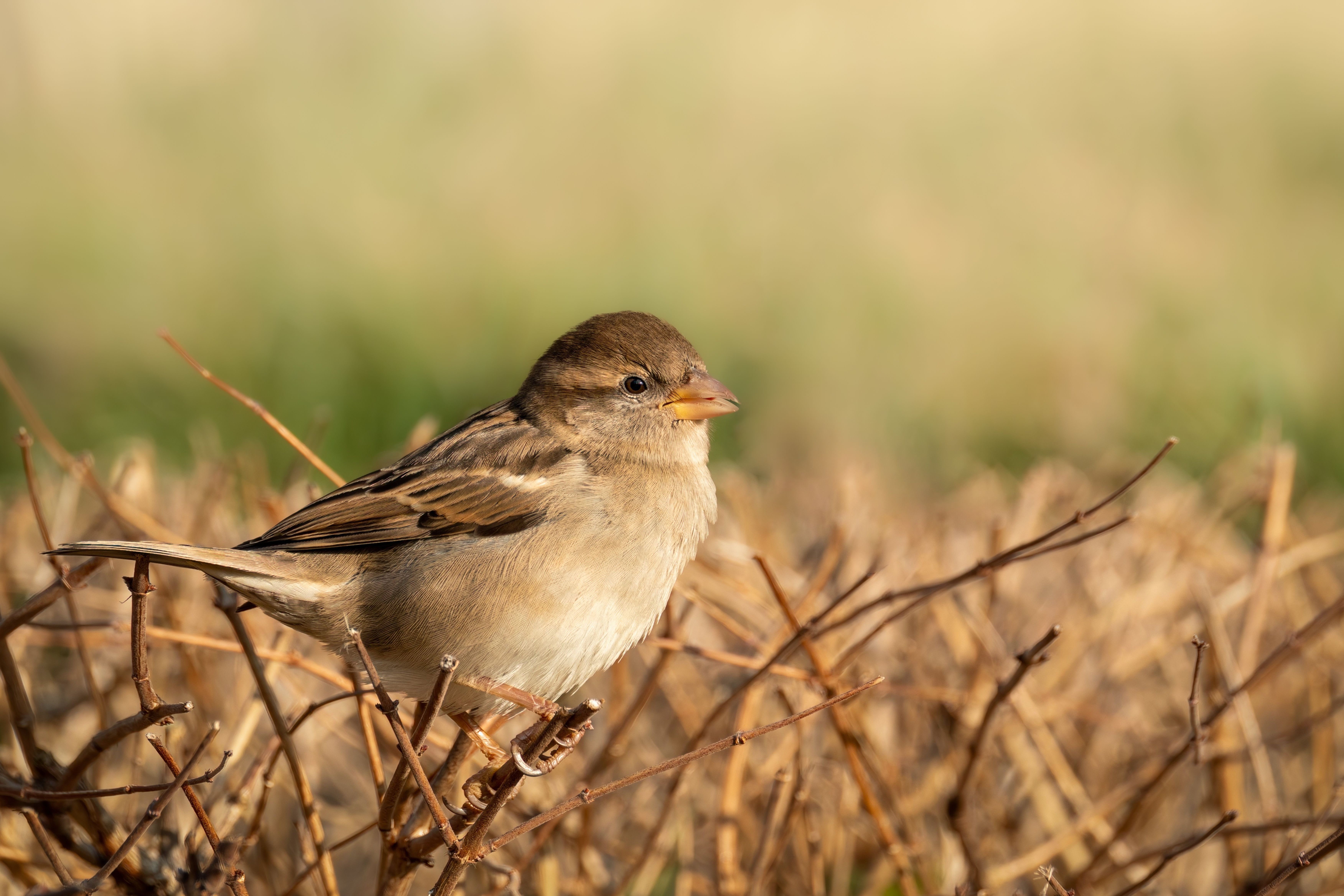 Close-up of a Sparrow in a Natural Habitat · Free Stock Photo