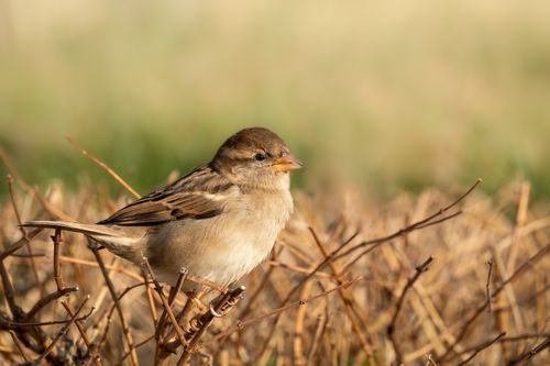 Free A sparrow perched on twigs in a natural environment with soft lighting. Stock Photo