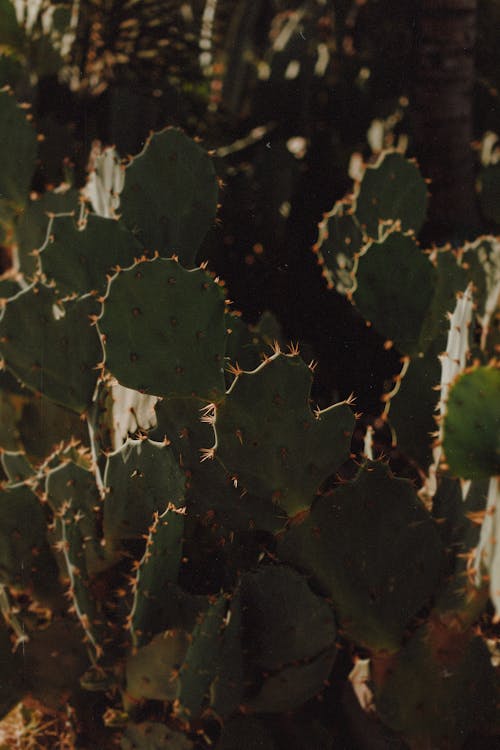 Gratis stockfoto met 4k achtergrond, cactus planten, detailopname