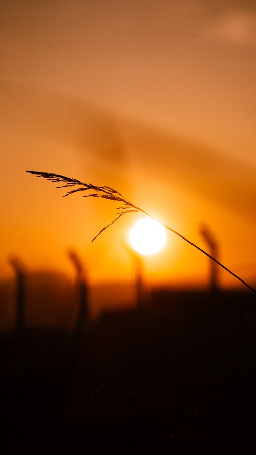 Free A serene golden sunset with the silhouette of grass in the foreground, creating a warm and tranquil scene. Stock Photo