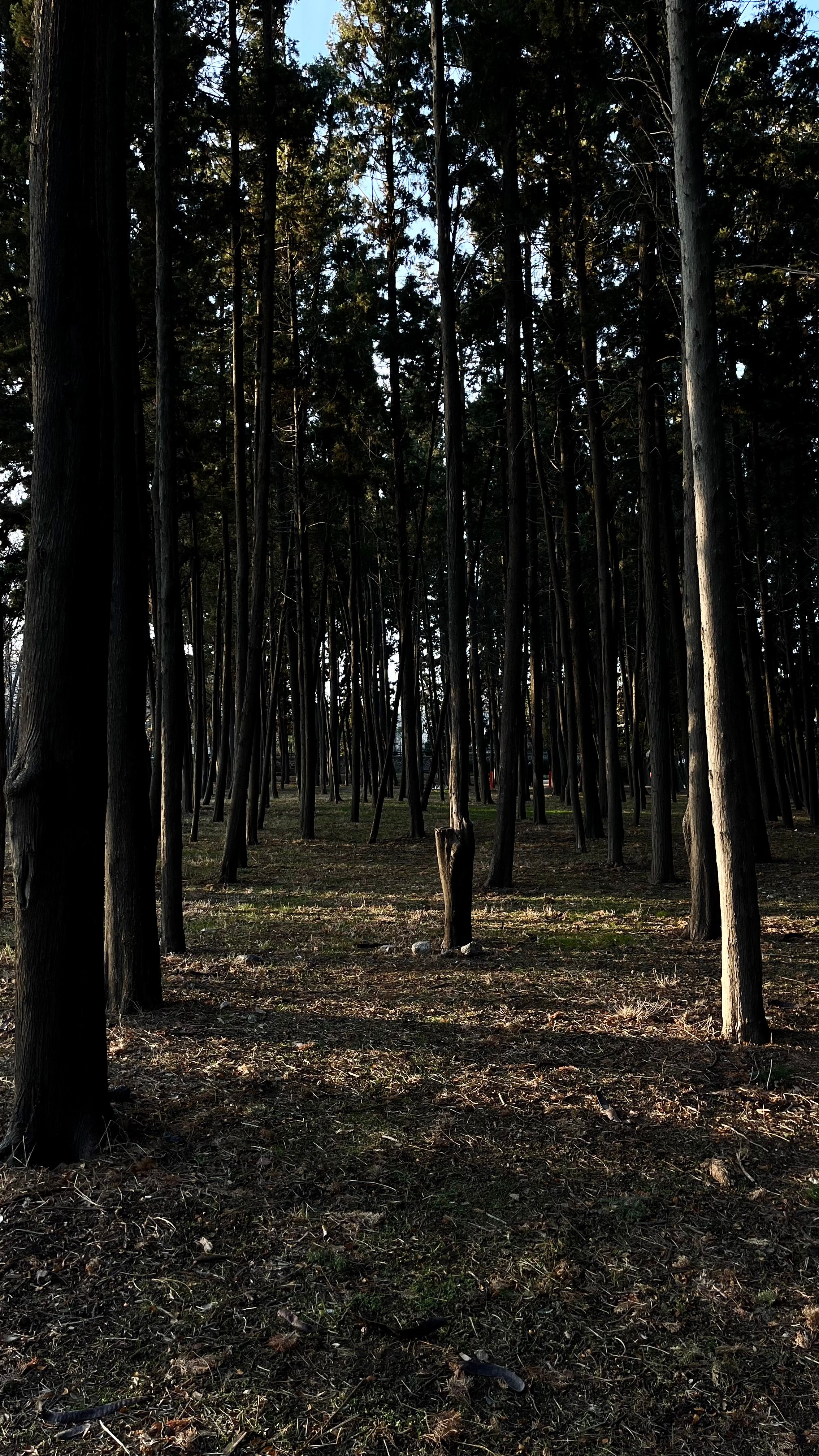 Tall trees create a serene forest atmosphere in Istanbul, perfect for nature enthusiasts.