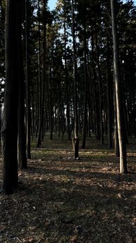 Tall trees create a serene forest atmosphere in Istanbul, perfect for nature enthusiasts.