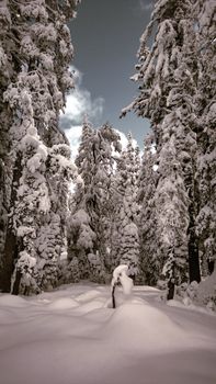 A tranquil winter forest blanketed in fresh white snow under a clear sky.
