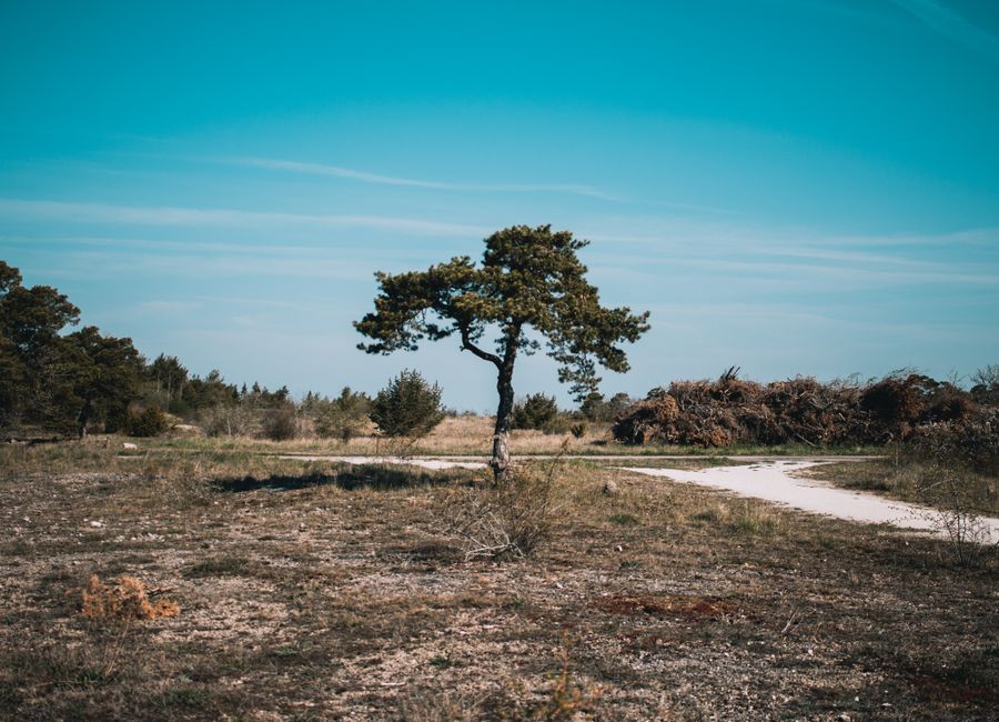 Serene landscape of a lone tree in Gotland, Sweden, under clear skies.