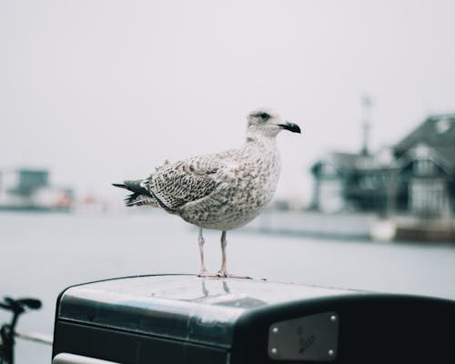 Foto d'estoc gratuïta de a l'aire lliure, ales, animal