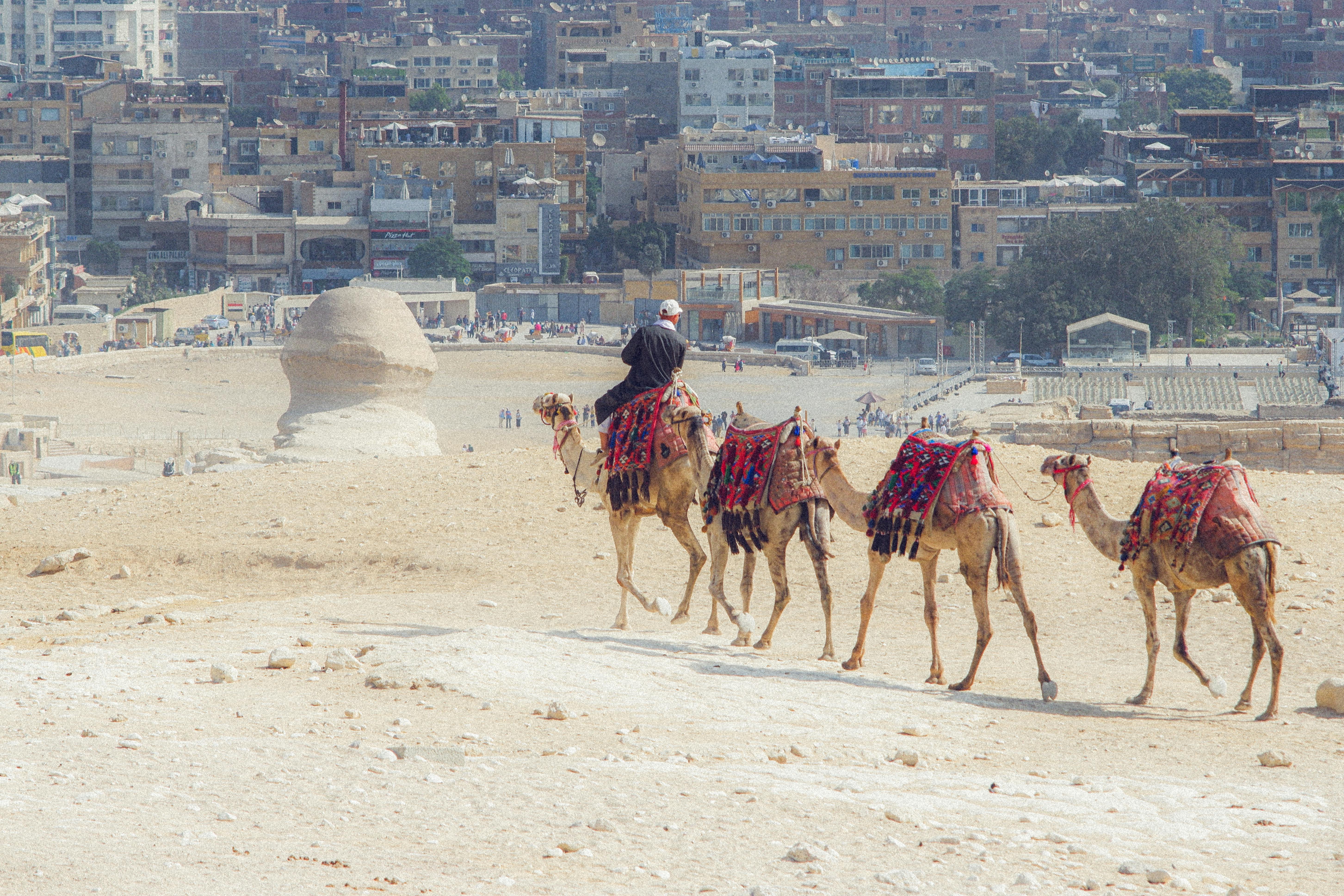 Camels trekking near the Great Sphinx of Giza with a city backdrop.