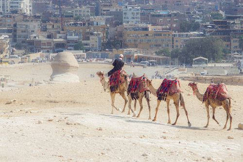 Free Camels trekking near the Great Sphinx of Giza with a city backdrop. Stock Photo