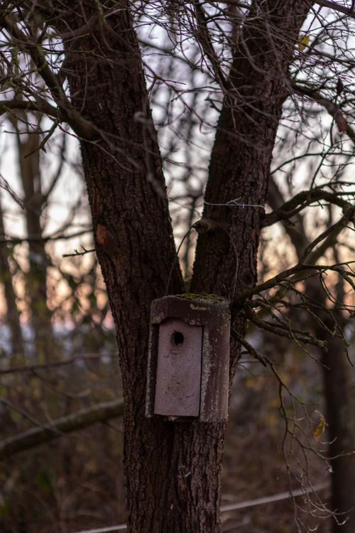 Free A serene view of a wooden birdhouse attached to a tree in a peaceful forest dusk. Stock Photo