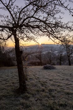 Captivating sunrise over a frosty orchard landscape, showcasing winter's tranquil beauty.