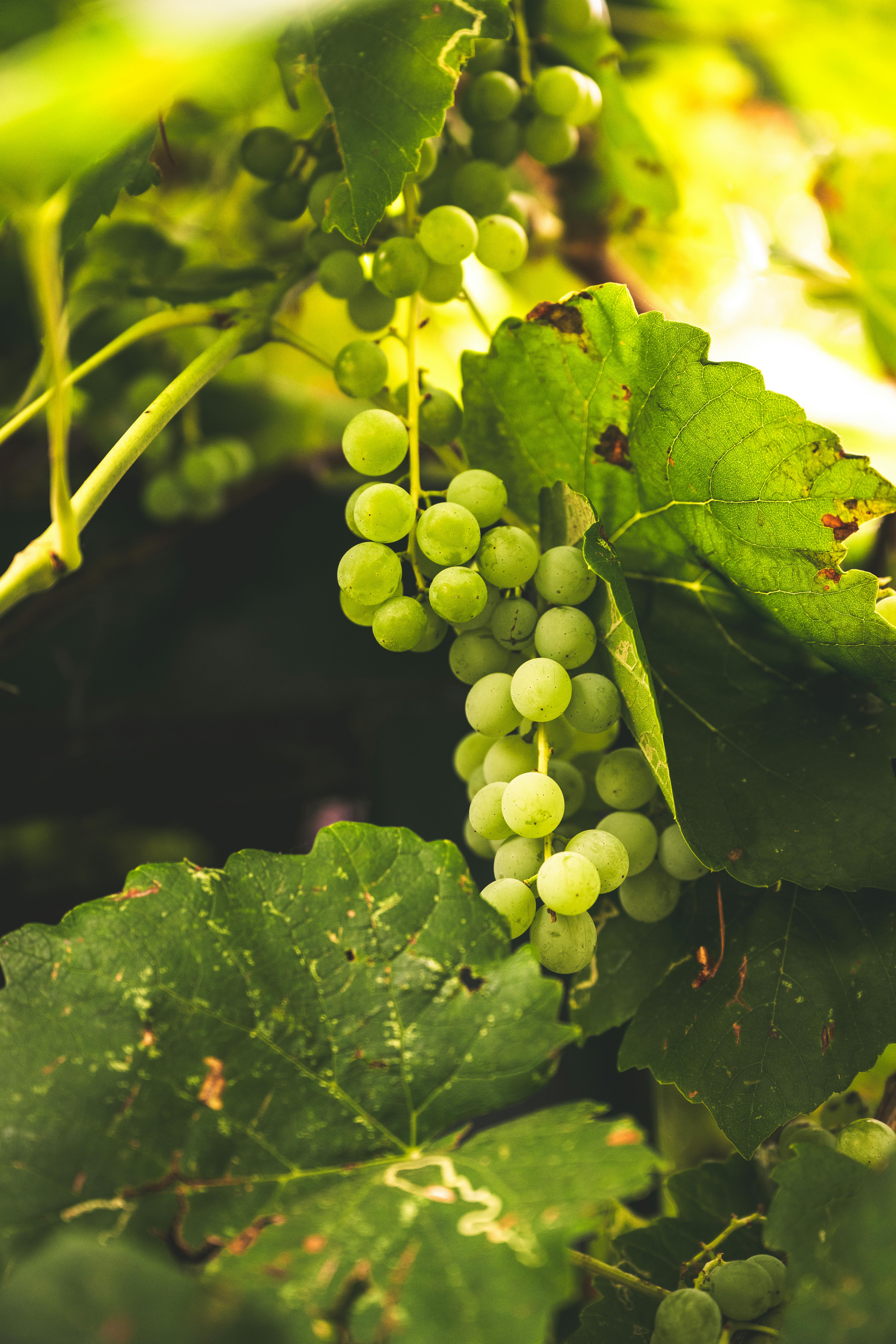 Gratuit Photos gratuites de agricole, agriculture, aliments Photos
