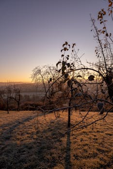 A tranquil autumn landscape of a frosty orchard at sunrise, capturing the serene beauty of nature.