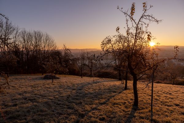 Sunrise over a frost-covered orchard of bare trees — photo by Andreas Ebner on Pexels