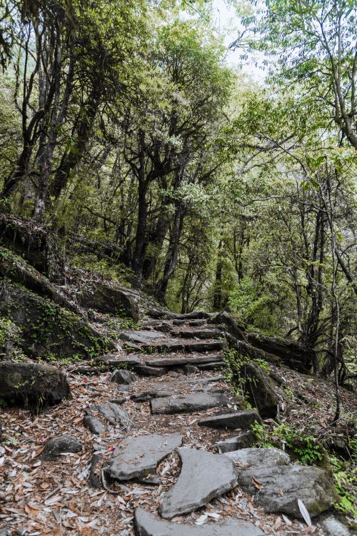 Free Explore the tranquil stone path through lush greenery in Ghandruk, Nepal's forest trails. Stock Photo