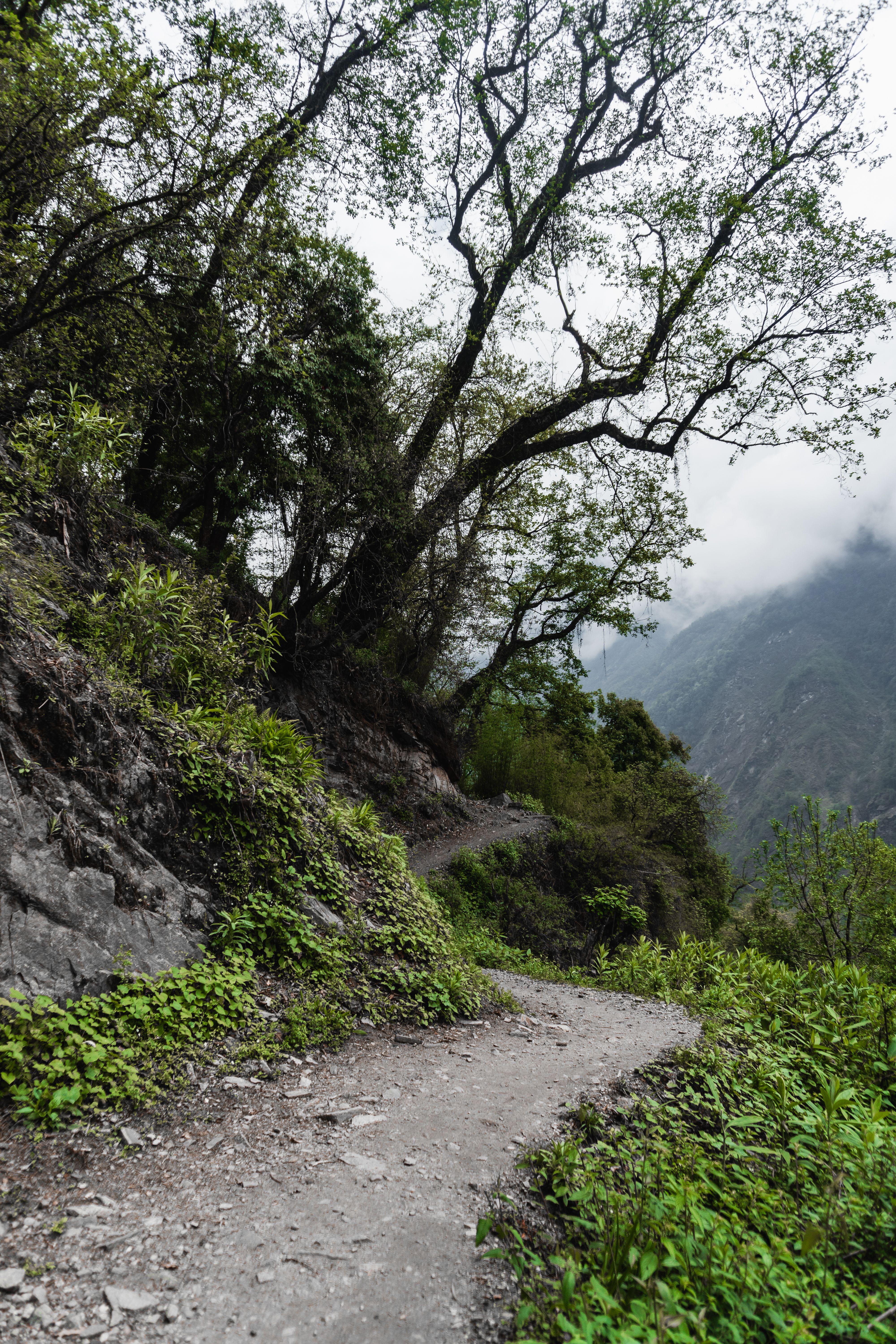 Scenic Hiking Trail in Ghandruk, Nepal Forest · Free Stock Photo